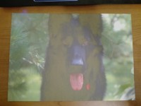 Epson XP-342: Mismatch in Printed Photos Color Representation - User Experience