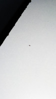 Worms in kitchen cabinets, food ...