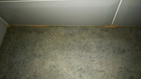 Worms in kitchen cabinets, food ...
