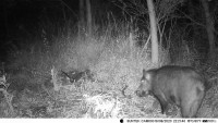 Denver WCM-8010 Camera Trap: Troubleshooting MMS & Email Issues, Activation Codes & Setup