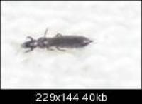 Nowy gatunek, owady"przecinki"