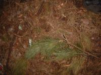 Możliwa naprawa Pentagram Photon 33 ??