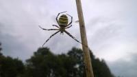 Spider - what model is it?